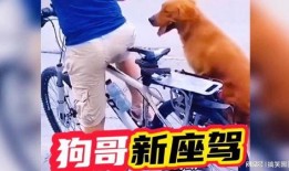 狗哥爆料新鞋视频大全集,新鞋视频大全集亮点解析